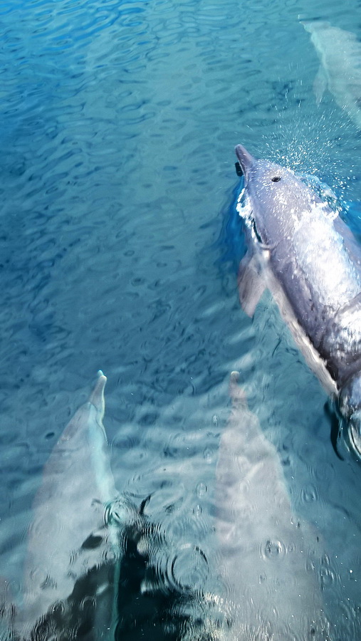 %d0%b4%d0%b5%d0%bb%d1%8c%d1%84%d0%b8%d0%bd%d1%8b-%d0%b2-%d1%82%d0%b8%d1%85%d0%be%d0%bc