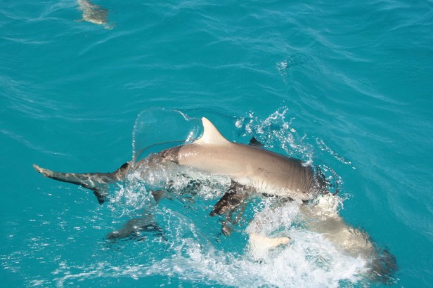 %d0%ba%d0%be%d1%80%d0%bc%d0%bb%d0%b5%d0%bd%d0%b8%d0%b5-%d0%b0%d0%ba%d1%83%d0%bb-%d0%bd%d0%b0-%d0%bd%d0%b5%d0%be%d0%b1%d0%b8%d1%82%d0%b0%d0%b5%d0%bc%d0%be%d0%bc-%d0%be%d1%81%d1%82%d1%80%d0%be%d0%b2